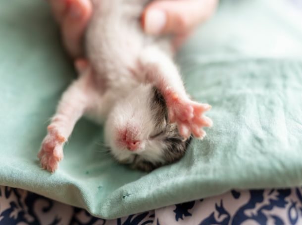 2-4 Weeks Cat