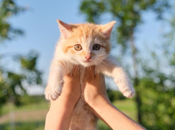 6-9 Weeks (Kittenhood)