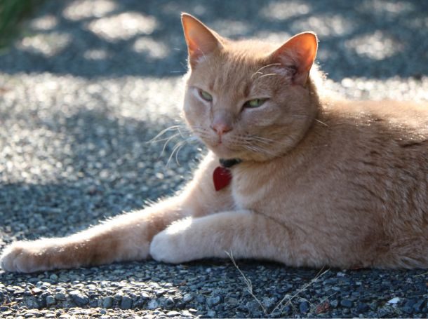 7-9 Years Senior cat
