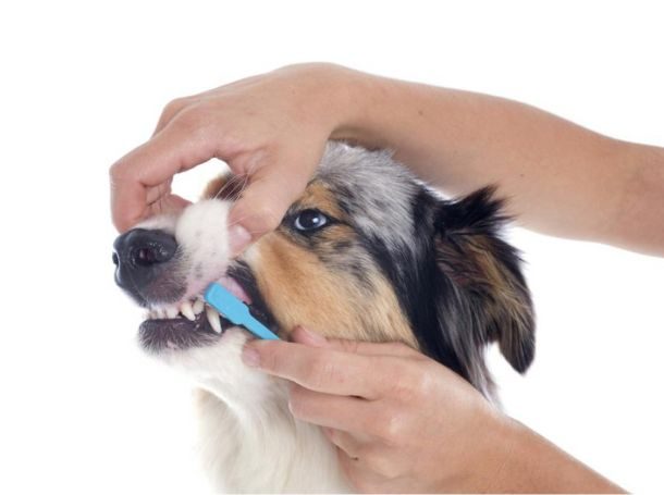 Begin Brushing in Small, Gentle Circlessd