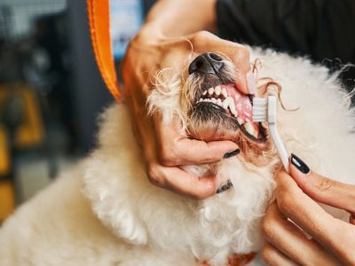 Canine Dental Care