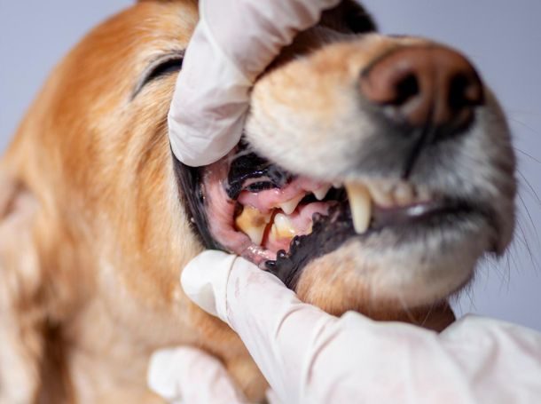 Dog’s Oral Hygiene
