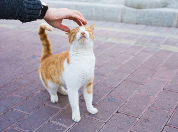 Fully Matured Adult cat