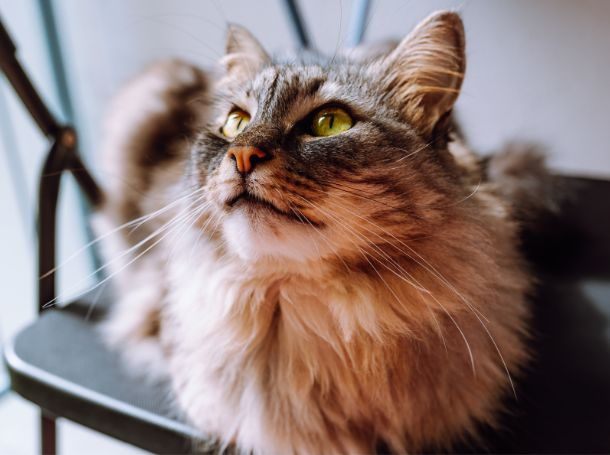 Geriatric cat