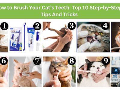 How to Brush Your Cat’s Teeth