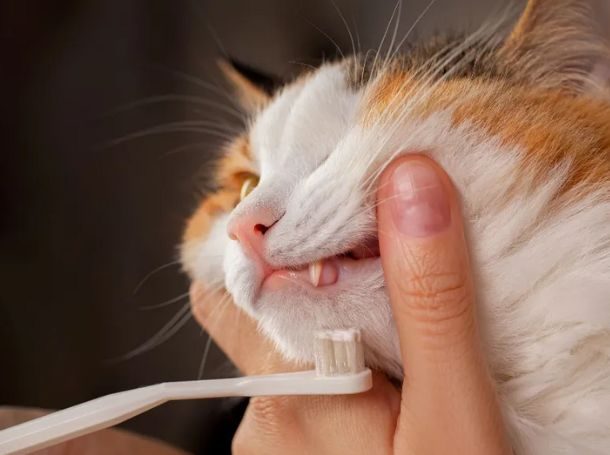 Test the Toothpaste