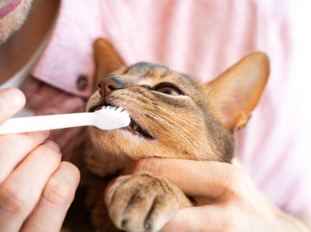 Try the Toothbrush