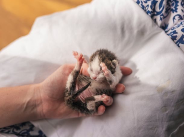 new born cat