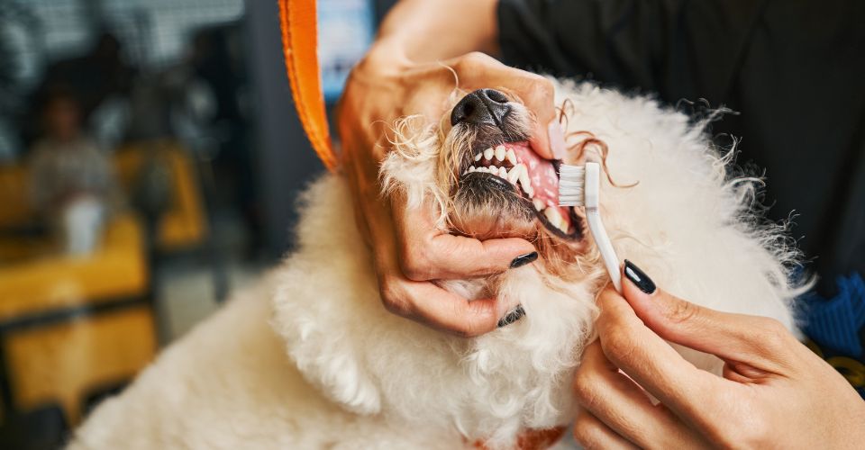 Canine Dental Care