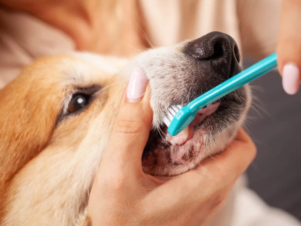 The Importance of Regular Dental Care