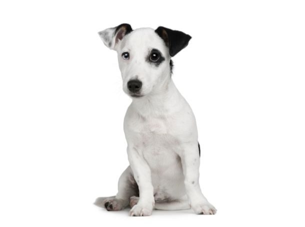 11-16 Week Old Puppy Crate Training Schedule