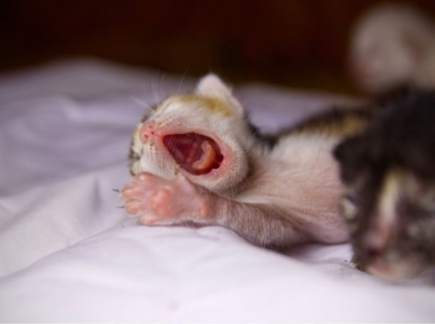 2-3 week Kitten Teeth Age Chart