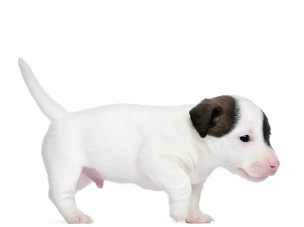 8-10 Week Old Puppy Crate Training Schedule