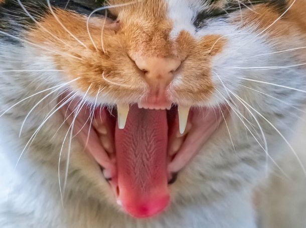 Anatomy of a Cat’s Teeth