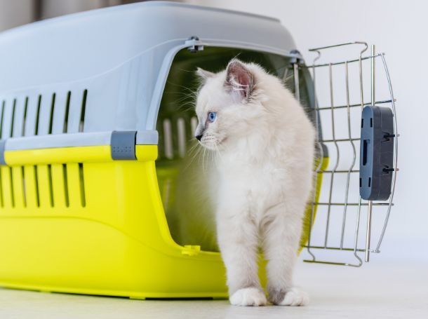 Benefits of Puppy Crate Training