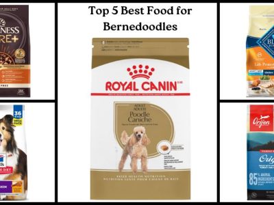 Best Food for Bernedoodles
