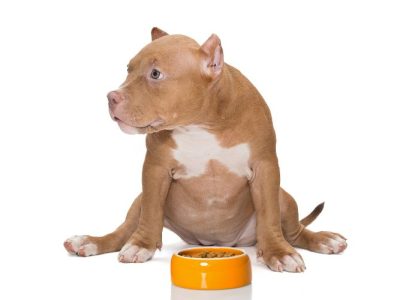 Best Foods for Pitbull Puppies