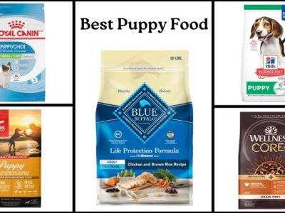 Best Puppy Food