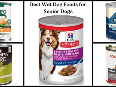 Best Wet Dog Foods for Senior Dogs