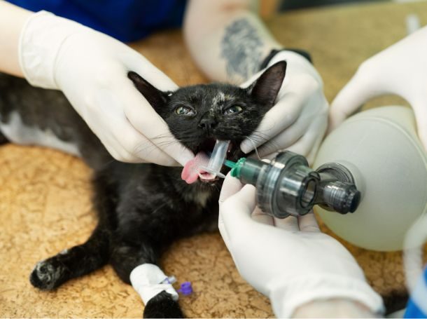 Common Dental Problems in Cats