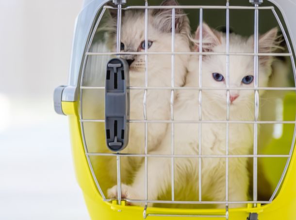 How Long Should a Puppy Stay in a Crate