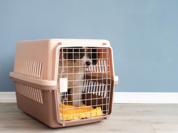 How to Crate Train Your Puppy at Night