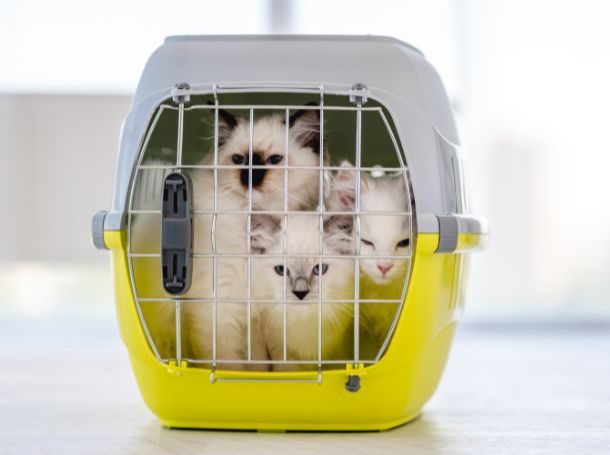 How to Create a Puppy Crate Training Schedule