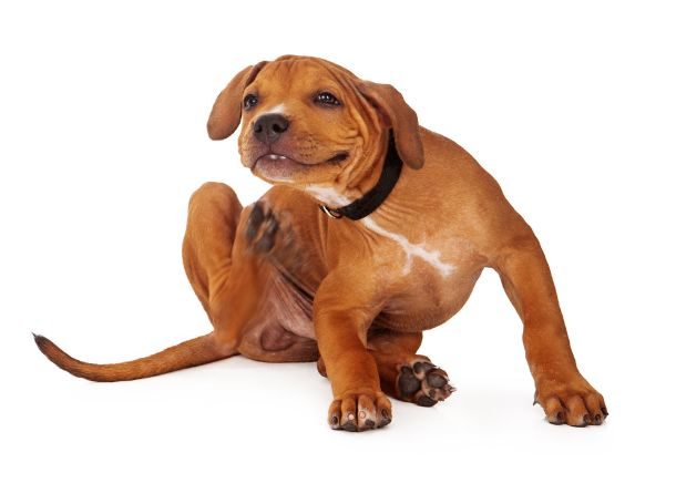 How to Recognize Dog Food Allergy Symptoms