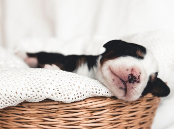 How to Set a Puppy’s Sleep Schedule