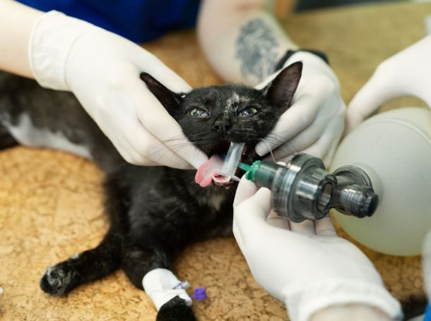 Kitten Dental Problems