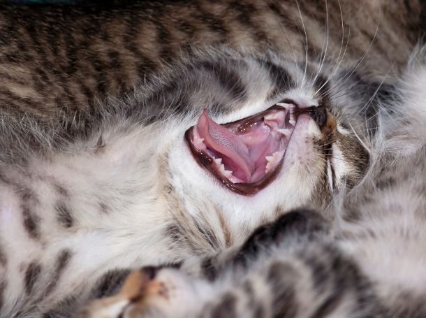 Kitten Teething Symptoms