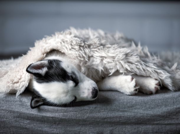 Perfect Sleep Environment for Your Puppy