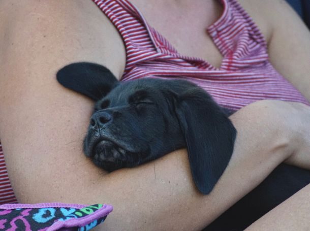 Common Sleep Issues in Puppies