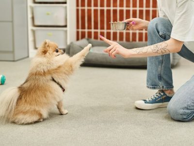 Puppy Crate Training Schedule