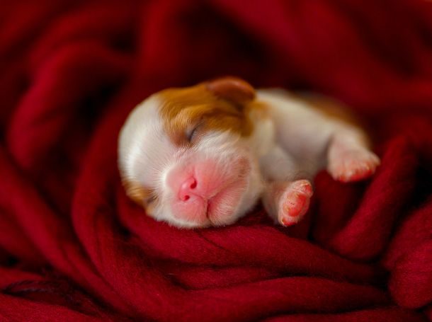 Puppy Sleep
