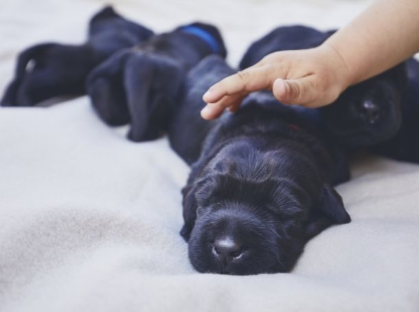 Puppy Sleep Training