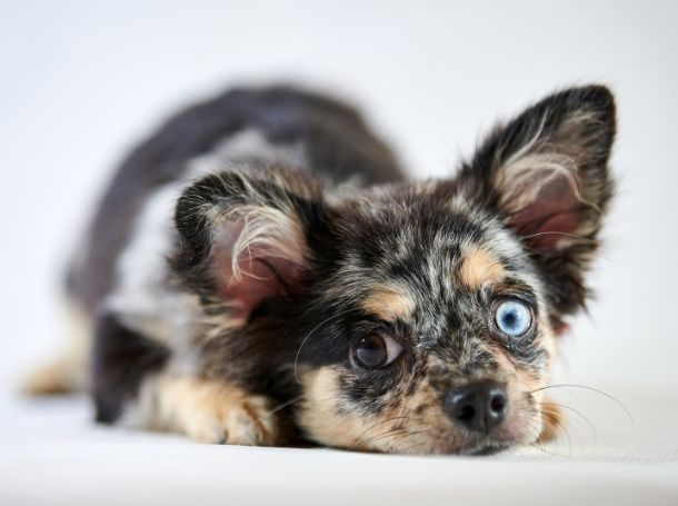 Recognizing Your Puppy’s Potty Signals