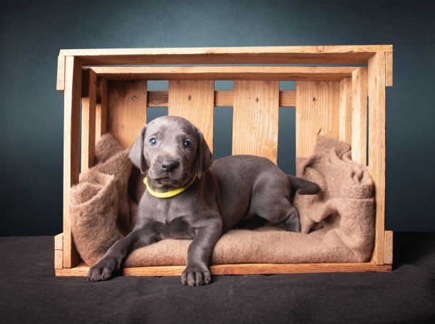 Right Crate Size
