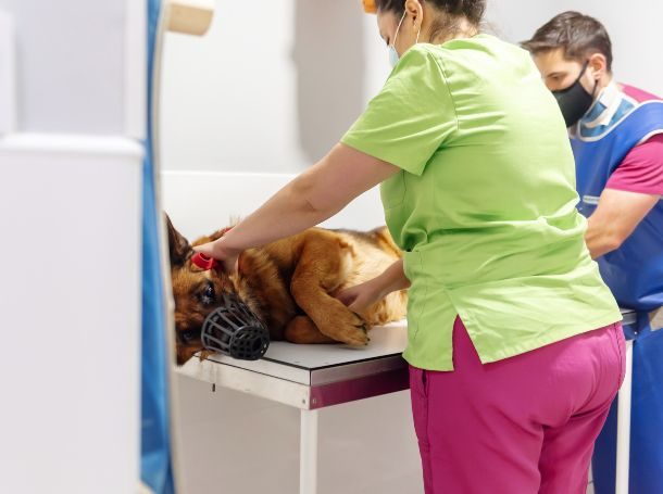 Treatment and Management of Dog Food Allergies