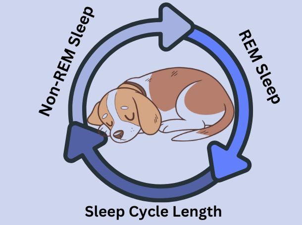 Understanding Puppy Sleep Cycles