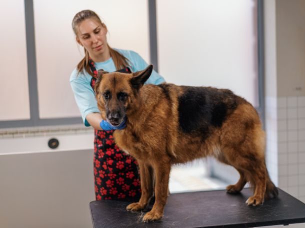 What to Do If You Suspect Your Dog Has a Food Allergy