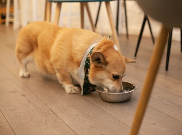 What to Look for in Wet Dog Food for Senior Dogs