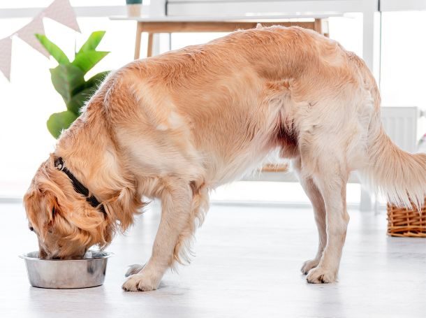 best salmon dog food