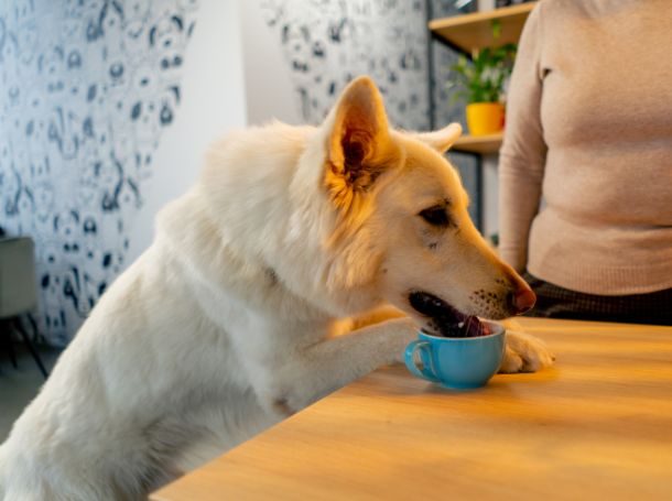 best salmon dog food for skin allergies
