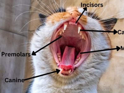 cat teeth diagram