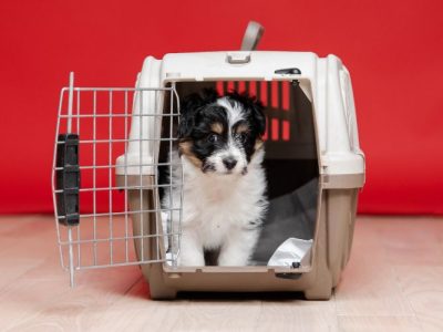 how to crate train your puppy in 3 days