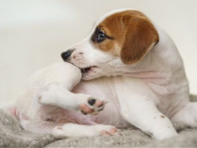 how to identify dog food allergies