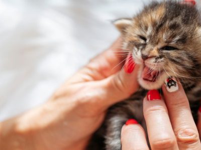 kitten teeth age chart