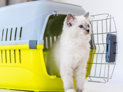 puppy crate training schedule