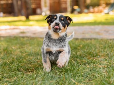puppy potty training schedule